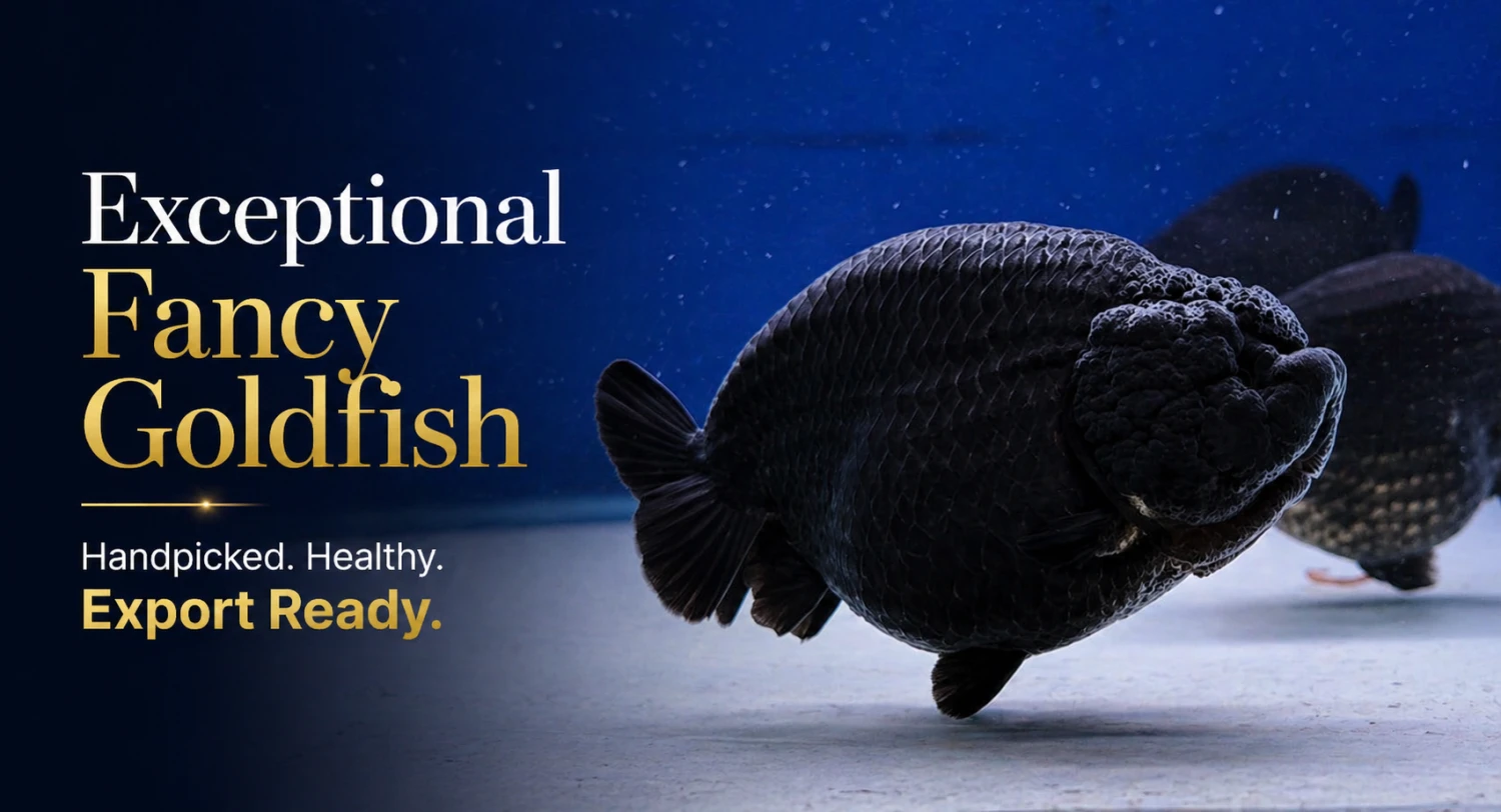 GoldFishID System promo